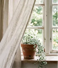 A window with natural light streaming in, featuring a potted plant on the sill, adding a touch of greenery indoors.